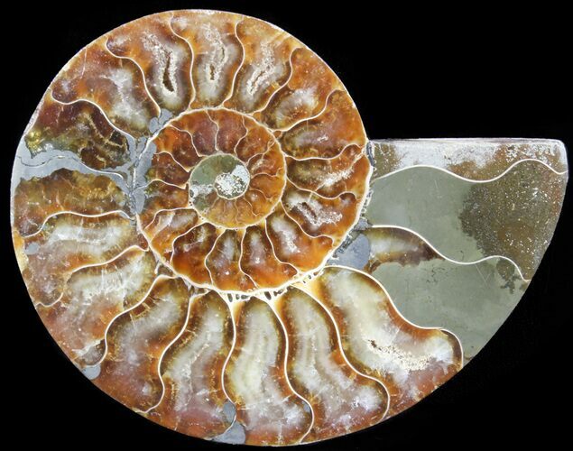 Polished Ammonite Fossil (Half) - Agatized #64998